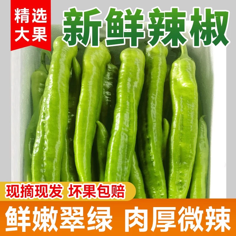 尖椒新鲜现摘农家自种山东寿光产地直发微辣螺丝椒牛角椒青椒辣椒5斤