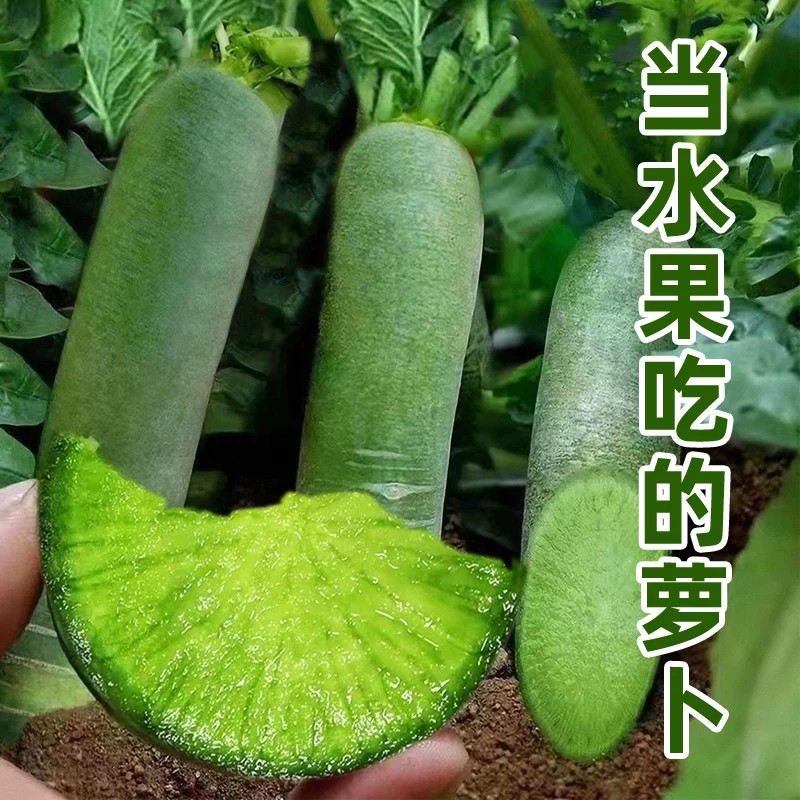潍坊水果萝卜新鲜甜脆水果型10斤青冰淇淋凤梨生吃正宗青绿胡萝卜