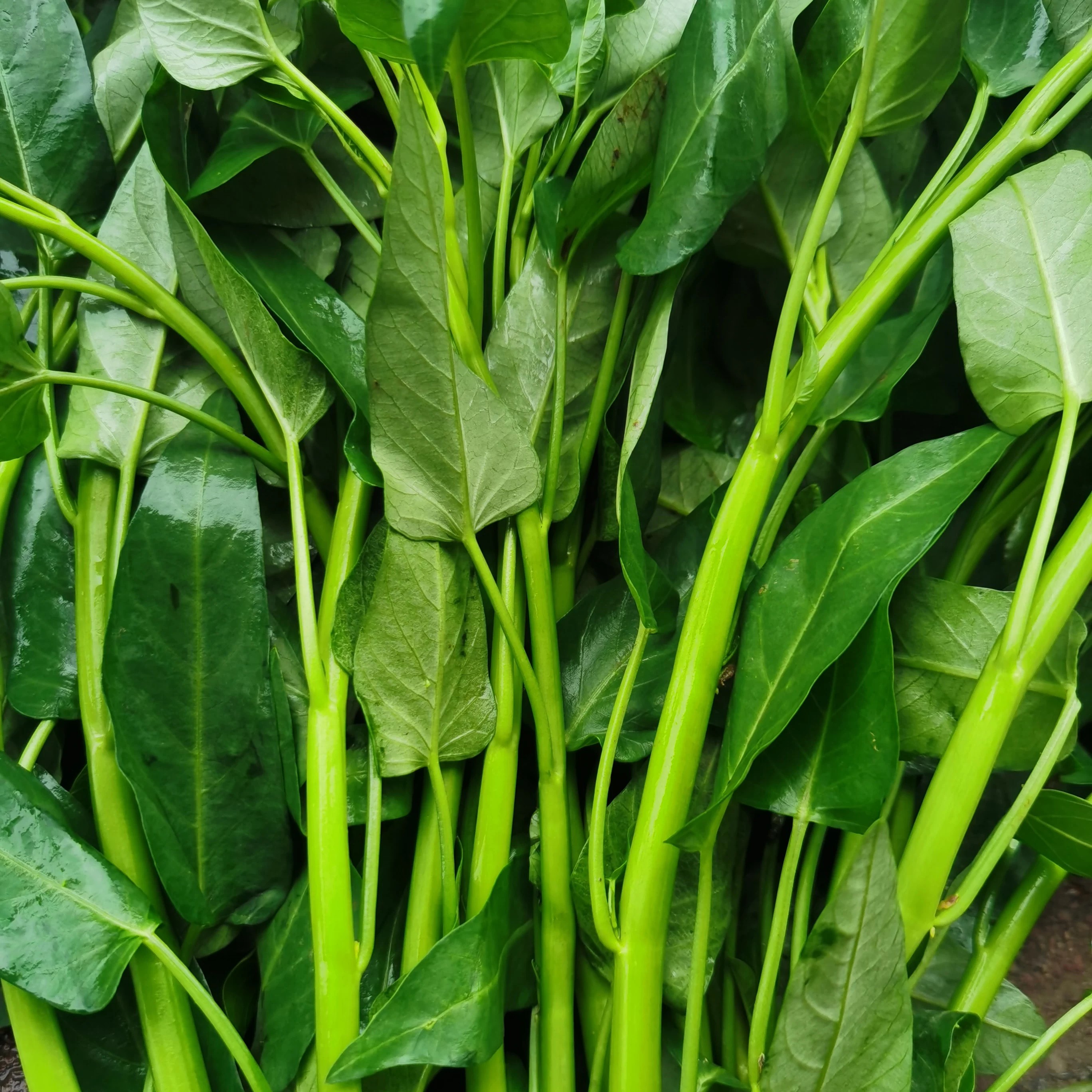 空心菜新鲜当季蔬菜农家菜自种1斤