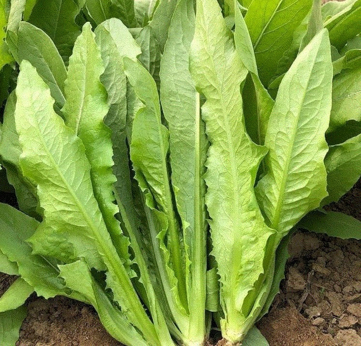 农家自种油麦菜新鲜蔬菜时令绿叶菜火锅青菜沙拉健身笋尖包邮